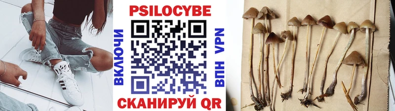 где можно купить   Белоярский  Псилоцибиновые грибы Cubensis 